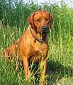 junior (5)